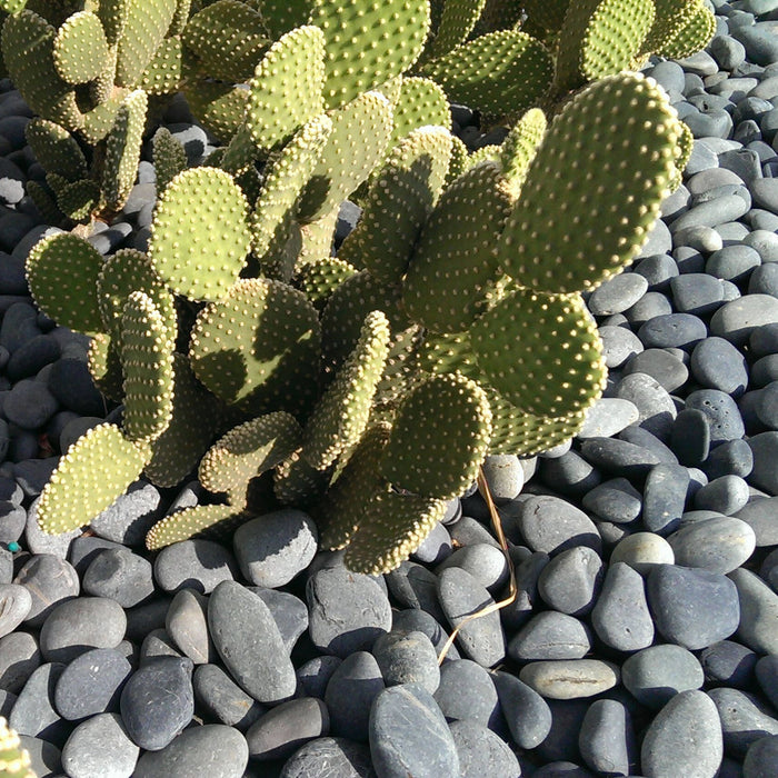 Landscape Pebbles 1/2 in. - 3 in. Grey 0.5 cu.ft. 40 lb 5