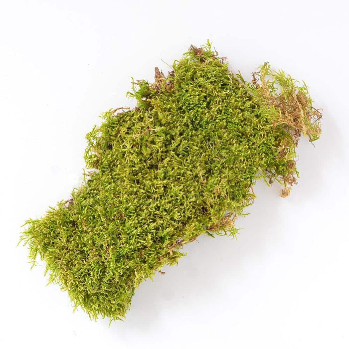 Sheet Moss Soil Cover 325 sq.in ML0463 4