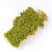 Sheet Moss Soil Cover 325 sq.in ML0463 4