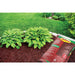 Wood Mulch Red 2 cu.ft. Premium Shredded Bagged Vigoro 4