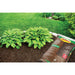 Wood Mulch Brown 2 cu.ft. Premium Shredded Bagged Vigoro 4